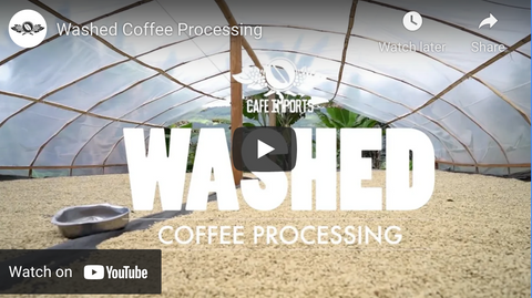 Cafe Imports: Washed Coffee Processing