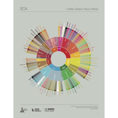 SCA Coffee Taster's Flavor Wheel